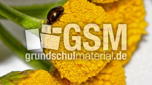 Glattkäfer (Olibrus millefolii)_1.jpg